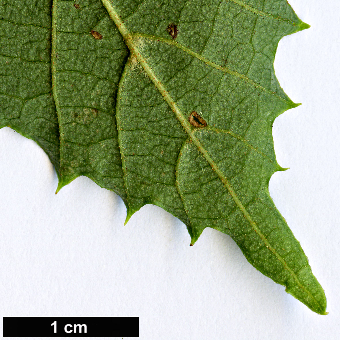 High resolution image: Family: Sabiaceae - Genus: Meliosma - Taxon: tenuis